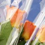 על היפנוזה ופוריות-תמונה