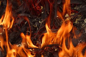 אילוסטרציה shutterstock