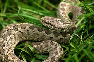 בן 6 הוכש על ידי נחש צפע  וניצל-תמונה