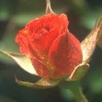 לכבוד האנשים היקרים