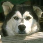 קדחת הקרציות - EHRLICHIOSIS-תמונה