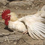 חשד: שפעת העופות מתפשטת-תמונה