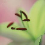 אלרגיות ודרכי טיפול-תמונה