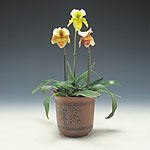 מתמודדים עם אלרגיית האביב-תמונה