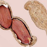 אל תקלפו את השקדים-תמונה