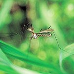 מפלוקווין - תמונת אווירה