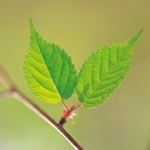 שימוש חוקי בגראס לנשא HIV-תמונה