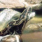 שני חיילים הוכשו; מצבם יציב-תמונה