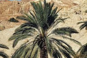 תמר מגן מפני טרשת העורקים