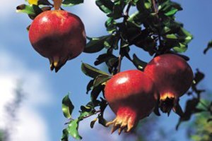 האם יש תועלת במיץ רימונים?-תמונה