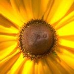 רפואה מן החיים-תמונה