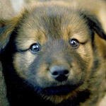 שאלות נפוצות מפורום וטרינריה-תמונה