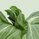 מי שם לי צמחים באוכל?-תמונה