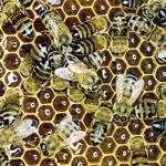 על הדבש ללא העוקץ-תמונה