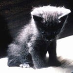 מניעה, טיפול - דו קיום-תמונה