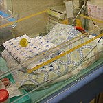 הפגייה במרכז הרפואי 'שיבא' נסגרה, כדי למנוע התפרצות של זיהום