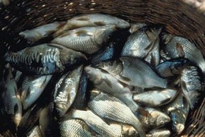 חיידק ויבריו