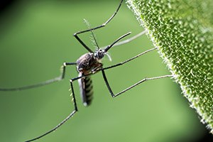 קדחת הנילוס: 3 חולים בישראל-תמונה
