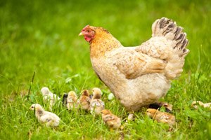 שפעת העופות באזור חדרה?-תמונה