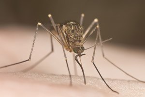 קדחת הנילוס: 4 מקרים דווחו-תמונה