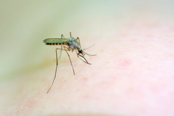 החלה עונת קדחת מערב הנילוס-תמונה