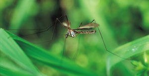 מניעת עקיצות יתושים (אילוסטרציה)