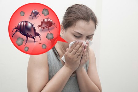 הגורם השכיח ביותר לנזלת אלרגית כלל שנתית היא קרדית אבק הבית. צילום: שאטרסטוק