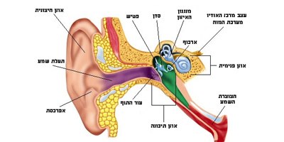 מבנה האוזן (צילום: מדטכניקה אורתופון)