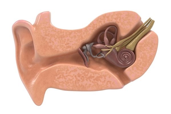 המבנה האנטומי של מערכת שיווי המשקל באוזן הפנימית. אילוסטרציה: שאטרסטוק