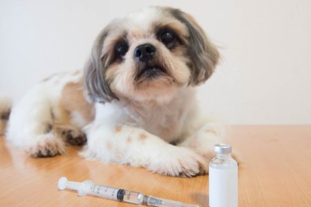 החוק בישראל קובע כי יש לחסן כל כלב בחיסון נגד כלבת. צילום: שאטרסטוק