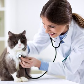 תמונת וטרינריה