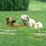 איידס חתולים - תמונת אווירה