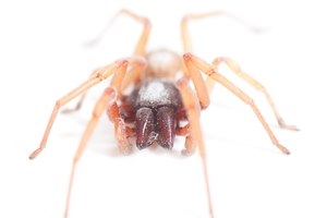 החשוד: עכביש מסוג ששן חום (אילוסטרציה)