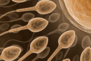 טיפולי פוריות: אמת ומיתוס-תמונה