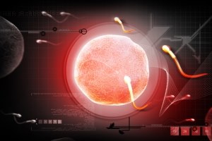 טיפולי פוריות: זרע הפורענות-תמונה