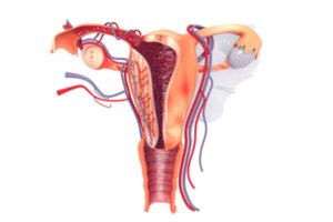 לייזר לטיפול בבעיות גינקולוגיות-תמונה