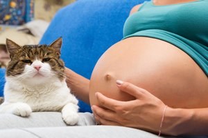 הריון וחתול: זהירות מטוקסופלזמה-תמונה
