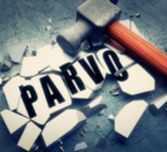 אנמיה המוליטית - תמונת המחשה