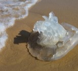 זהירות: המדוזות הגיעו לביקור-תמונה