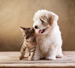 מיאו, נשרה לי הפרווה - מה לעשות?-תמונה