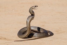 עונת הנחשים: כך תימנעו מסכנת מוות-תמונה
