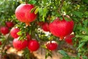 מה הם סימני ראש השנה? המשמעות המסורתית והבריאותית של מאכלי החג-תמונה