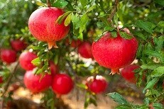 מה הם סימני ראש השנה? המשמעות המסורתית והבריאותית של מאכלי החג-תמונה