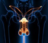 השתלת תותב לשק אשכים -תמונה