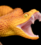 הכשת נחש - תסמינים וטיפול הכרחי-תמונה