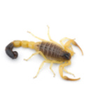 אנפילקסיס - תמונת המחשה