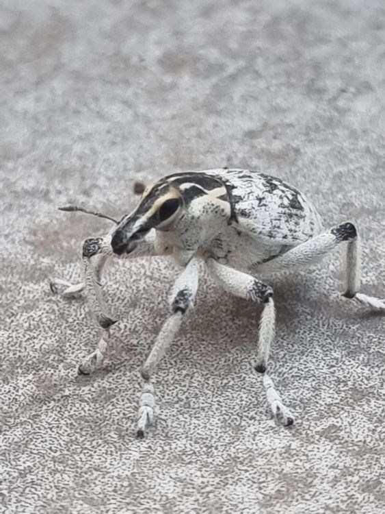 ירידת לחץ דם - תמונת המחשה