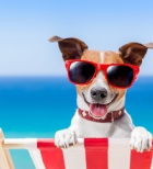 לכבוד הקיץ שהגיע: טיפים להולכים על ארבע ובני ביתם-תמונה