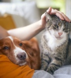 כשהכלב והחתול מגיעים לגיל הזהב: מדריך לטיפול בחיות מחמד מתבגרות-תמונה