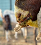 הפרשה מוגברת של רוק - תמונת אווירה